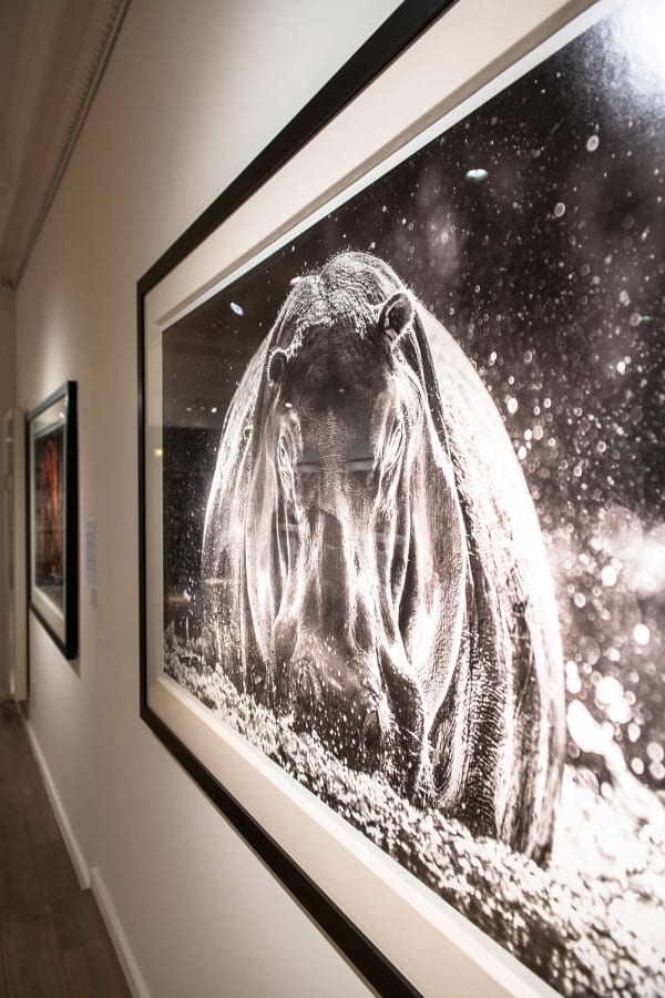 Yarrow2019 Driesluyten24