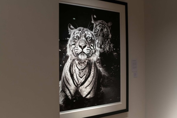 Yarrow2019 Driesluyten31