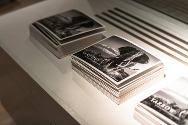 Yarrow2019 Driesluyten34