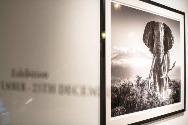 Yarrow2019 Driesluyten37