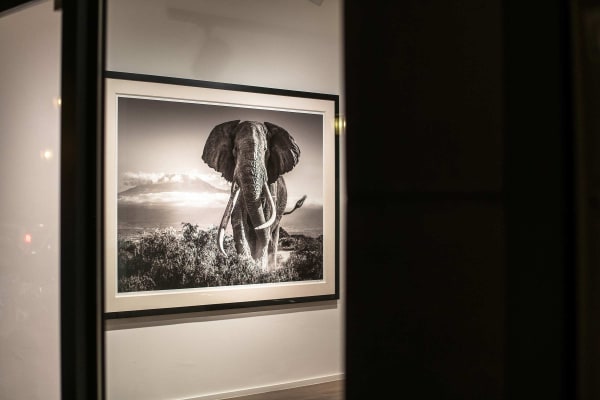 Yarrow2019 Driesluyten38