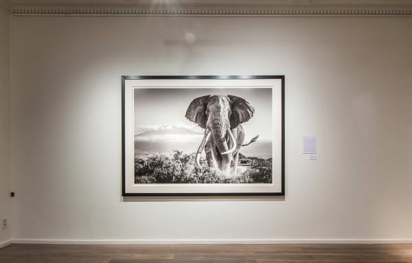 Yarrow2019 Driesluyten5