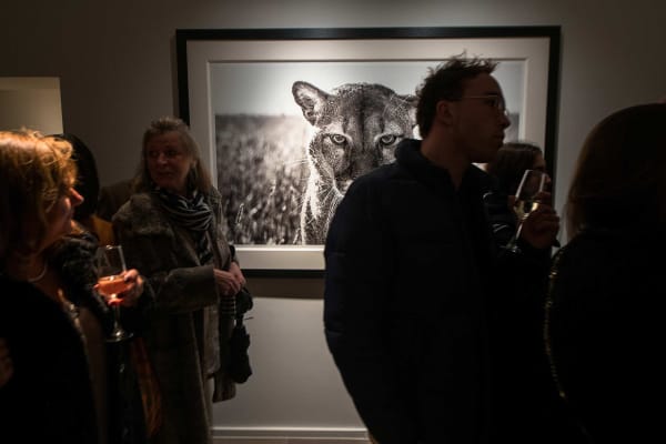 Yarrow2019 Driesluyten62