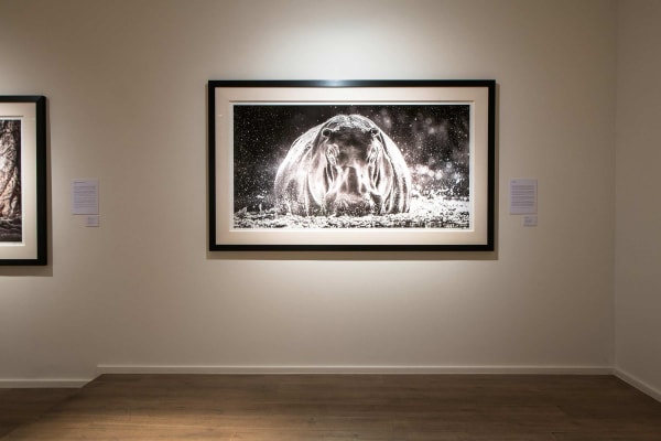 Yarrow2019 Driesluyten7