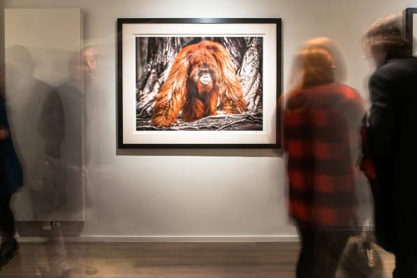 Yarrow2019 Driesluyten78