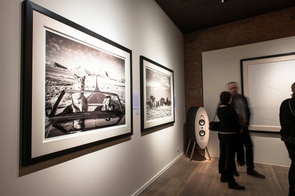 Yarrow2019 Driesluyten79