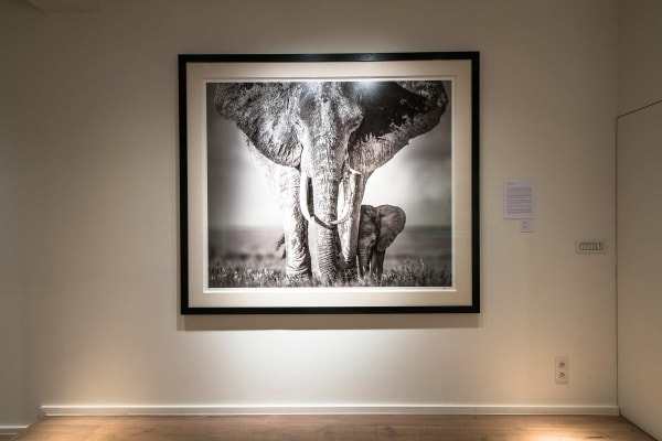 Yarrow2019 Driesluyten8