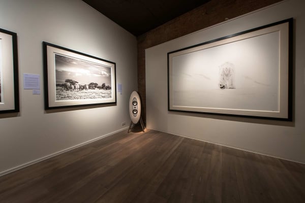 Yarrow2019 Driesluyten9