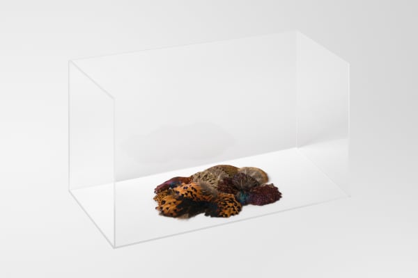 Charlotte Brüel, Invisible sculpture (2020) Acrylic glass, pheasant feathers, 45 x 36 x 76 cm Photo: David Stjernholm