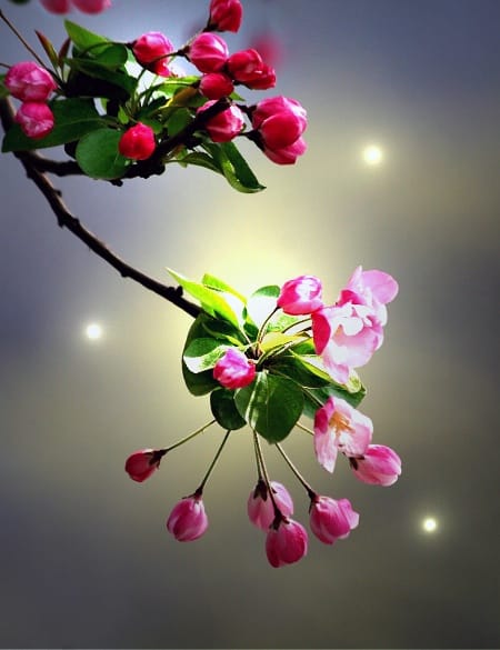 Yang Xun, A Riot of colors Begonia flower, 2016