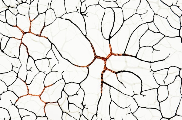 Sanctum Gjertrud Hals