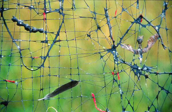 Ultima Gjertrud Hals