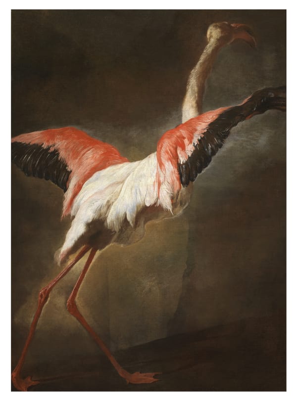 Pieter Boel (Antwerp 1622 - Paris 1674), Phoenicopterus roseus Sold to a Private Collection