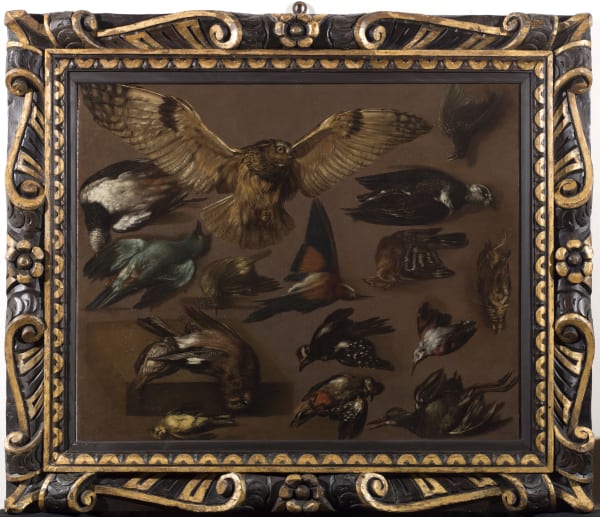 Pieter Boel ( Anversa 1622 - Parigi 1674 ) , Study of a buzzard and other birds