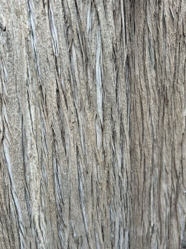 Bianca Severijns, paper art, paper artists, contemporary art, contemporary artist, artwork, inspiration, eucalyptus