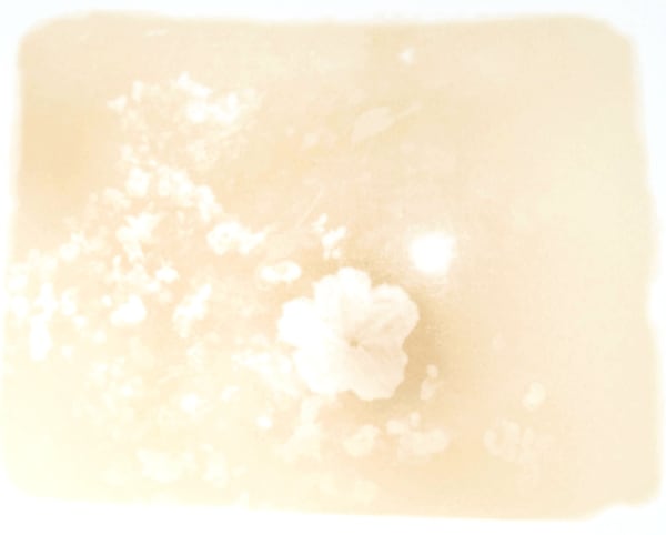 Touch-me-not, 2008 Nicotine on paper 20 x 16 inches