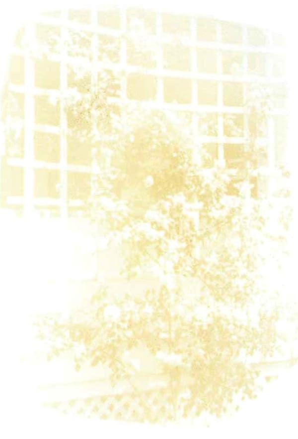 Trellis, 2008 Nicotine on paper 12 x 9 inches