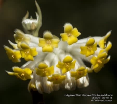 5 januari: Groei & Bloei: Lezing Gerry Veenstra - Tuinjuweeltjes