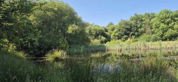 Natuurgebiedje