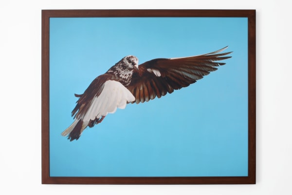 Roe Etheridge, 'Pigeon', 2002. 101.6 x 127 cm. The Charles Riva Collection