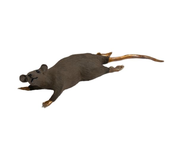 ELIZABETH JAEGER, Rat, 2025
