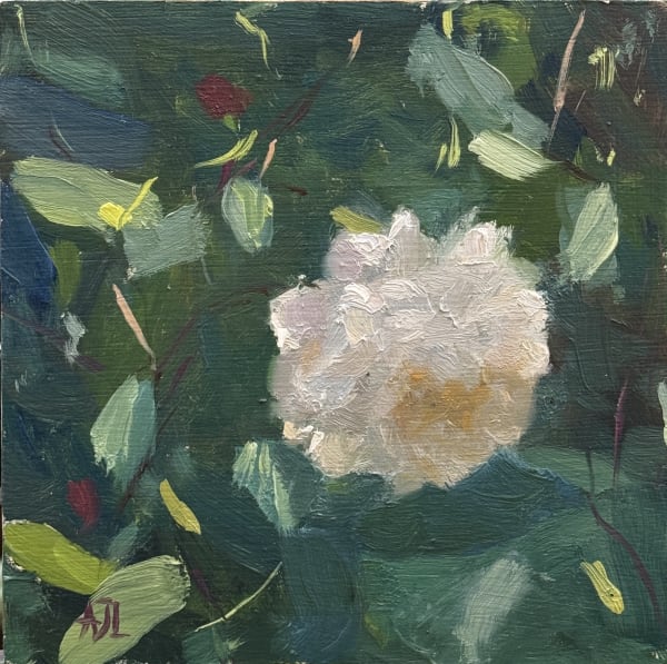 Alex James Long, Little White Pet Rose in Dappled Light