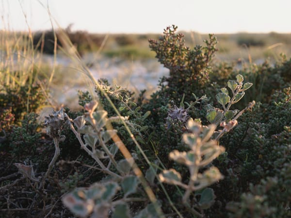 Alanoud Al-Buainain Desert gifts (yarawa) 2, 2024 Archival inkjet print 30 x 40 cm 2 of 5