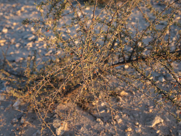 Alanoud Al-Buainain Desert gifts (awsaj), 2024 Archival inkjet print 30 x 40 cm 1 of 5