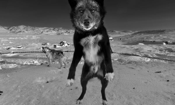 Paw patrol: the majestic sled dogs of the Arctic – in pictures