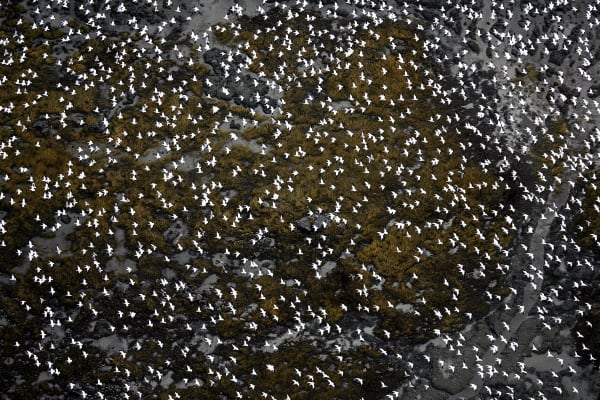 Multitude, St-Roch-des-Aulnaies, QC, 2012 20 x 30 in., Ed. 10 28 x 42 in., Ed. 10 36 x 48 in., Ed. 10