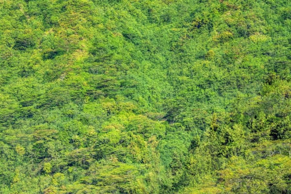 Chlorophyll (Australia), 2019 24 x 36 in., Ed. 5 40 x 60 in., Ed. 5 48 x 72 in., Ed. 1