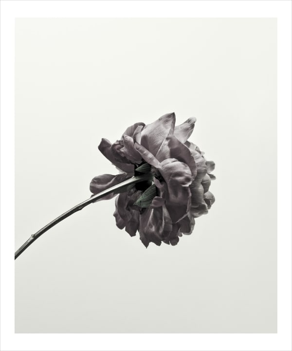 Peony 2033, 2013 24 x 20 in., Ed. 15