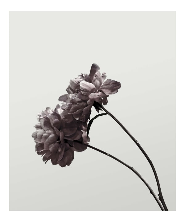 Peony 2180, 2013 24 x 20 in., Ed. 15