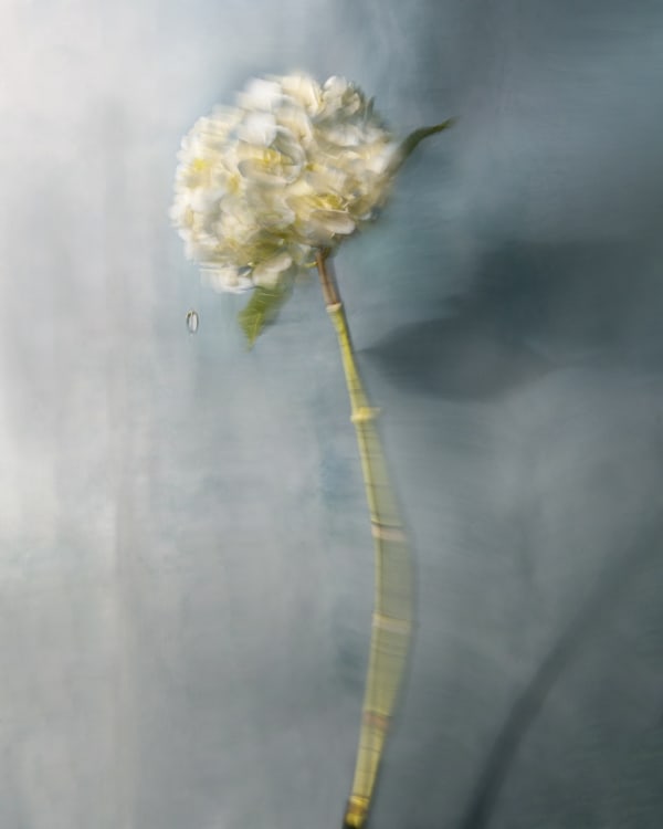 Gwendolyn, 2020 40 x 32 in., Ed. 8 & 2AP 54 x 43 in., Ed. 8 & 2AP 64 x 51 in., Ed. 8 & 2AP