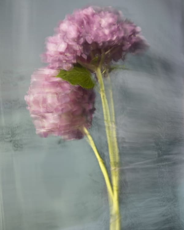 Philippa, 2020 40 x 32 in., Ed. 8 & 2AP 54 x 43 in., Ed. 8 & 2AP 64 x 51 in., Ed. 8 & 2AP