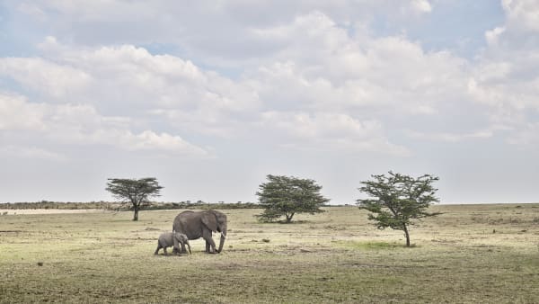 Elephant Mother and Calf, Maasai Mara, Kenya, 2019 27 x 48 in., Ed. 7 & 2AP 37 x 66 in., Ed. 10 & 2AP 48 x 85 in., Ed. 5 & 2AP
