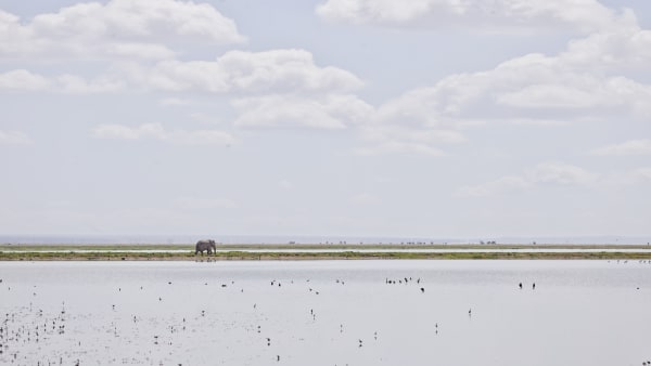 Elephant on the Horizon, Amboseli, Kenya, 2019 27 x 48 in., Ed. 7 & 2AP 37 x 66 in., Ed. 10 & 2AP 48 x 85 in., Ed. 5 & 2AP