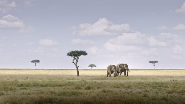Elephant Pair, Amboseli, Kenya, 2019 27 x 48 in., Ed. 7 & 2AP 37 x 66 in., Ed. 10 & 2AP 48 x 85 in., Ed. 5 & 2AP