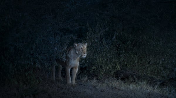 Nocturne Lioness, Maasai Mara, Kenya, 2019 27 x 48 in., Ed. 7 & 2AP 37 x 66 in., Ed. 10 & 2AP 48 x 85 in., Ed. 5 & 2AP