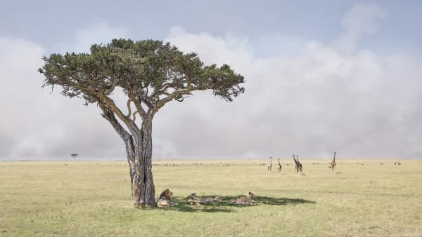 Paradise, Maasai Mara, Kenya, 2019 27 x 48 in., Ed. 7 & 2AP 37 x 66 in., Ed. 10 & 2AP 48 x 85 in., Ed. 5 & 2AP