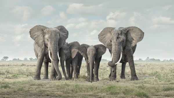 Solice, Amboseli, Kenya, 2019 27 x 48 in., Ed. 7 & 2AP 37 x 66 in., Ed. 10 & 2AP 48 x 85 in., Ed. 5 & 2AP
