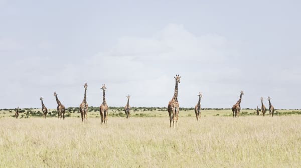 Twelve Giraffes, Maasai Mara, Kenya, 2019 27 x 48 in., Ed. 7 & 2AP 37 x 66 in., Ed. 10 & 2AP 48 x 85 in., Ed. 5 & 2AP