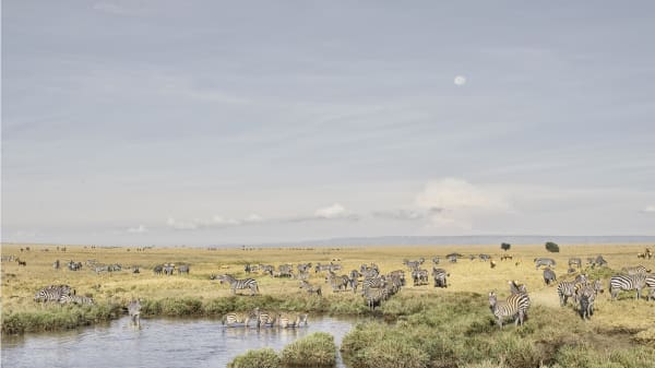 Zebras at Watering Hole, Maasai Mara, Kenya, 2019 27 x 48 in., Ed. 7 & 2AP 37 x 66 in., Ed. 10 & 2AP 48 x 85 in., Ed. 5 & 2AP