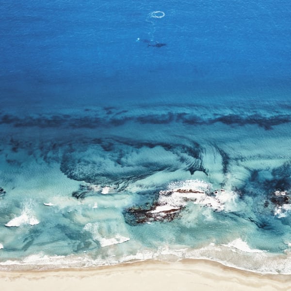 Humpback Whales, Kalbari, Western Australia, 2016 21 x 21 in., Ed. 7 & 2AP 32 x 32 in., Ed. 7 & 2AP 44 x 44 in., Ed. 10 & 2AP 59 x 59 in., Ed. 5 & 2AP