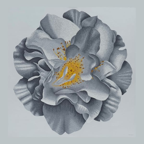 Jonah Waterous - Camellia #0180, 2025