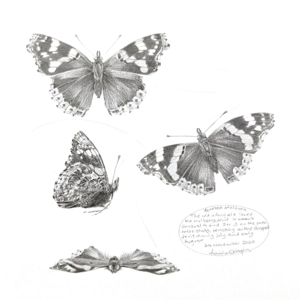 Louisa Crispin - Study of a Butterfly 004 - Red Admiral