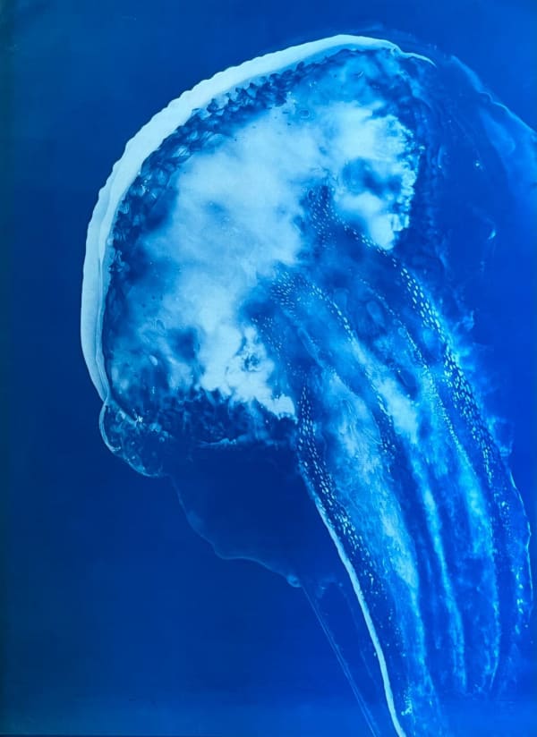 <span class="artist"><strong>Laura Ellenberger</strong></span>, <span class="title"><em>Pelagic Noctiluca I</em></span>