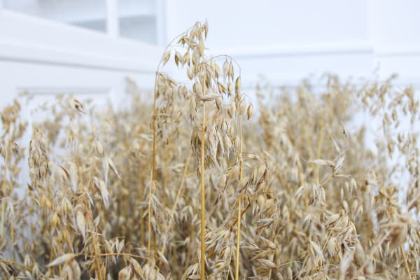 Tue Greenfort 2021 Marken Er Meget Installation View Alice Folker Gallery 05