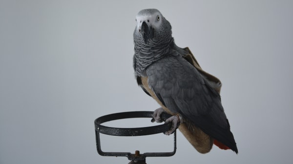 Wantanee Siripattananuntakul