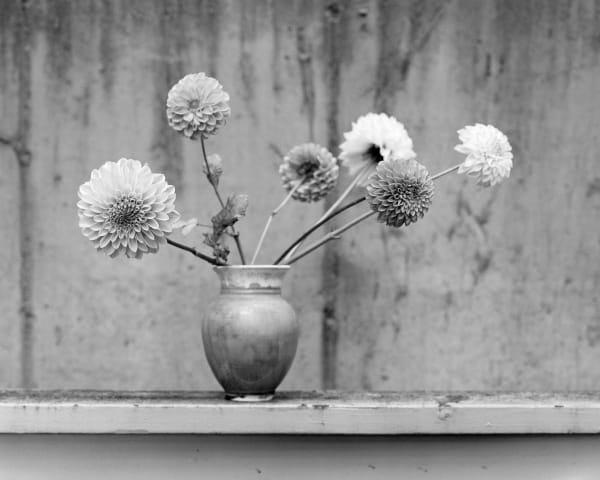 Andrew Martin, Six Dahlias, 2025